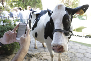 Tambero.com, chat para hablar con la vaca