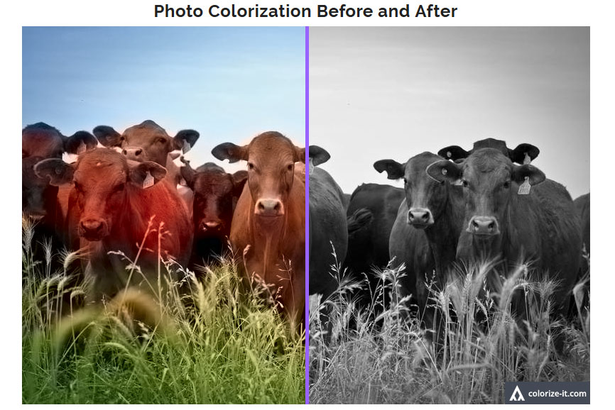 Colorize Black and White Photos